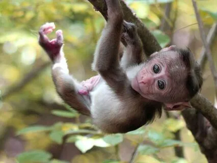 Daily Reading - Monkey - Play