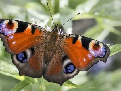 Daily Reading - Moth & Mortar & Pestle