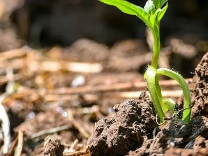 Daily Reading - The Earthworm II - Clarity, Rumination