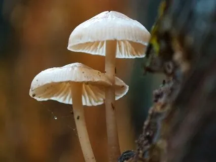 Daily Reading - Mushroom- Recycling, Breaking Down