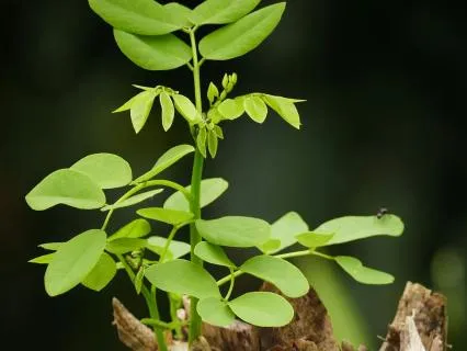 Daily Reading - New Life II