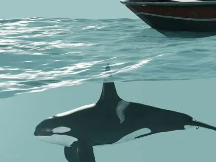 Daily Reading - Orca Whale II