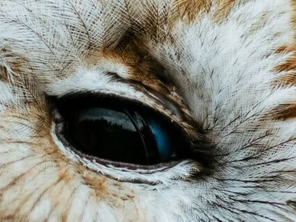 Daily Reading - Owl - Wisdom