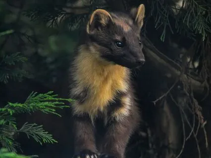 Daily Reading - Racoon Dog - Trick