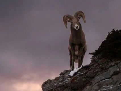 Daily Reading - Ram - Power II