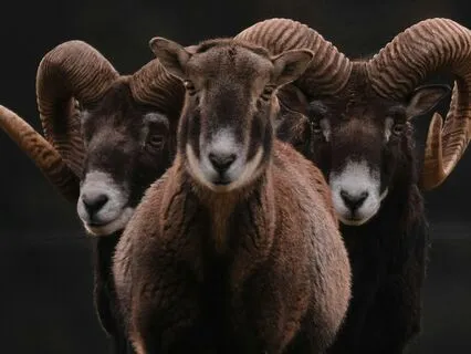 Daily Reading - Ram - Power III