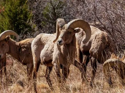 Daily Reading - Ram - Power IV, Salmon - Determination