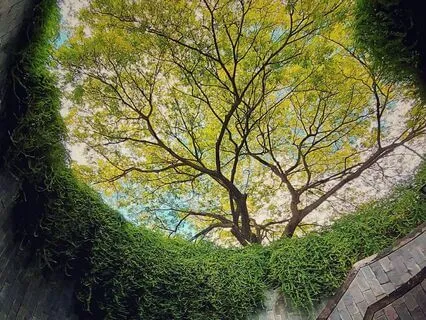 Daily Reading - Roots - Healthy Patterns, Early Growth