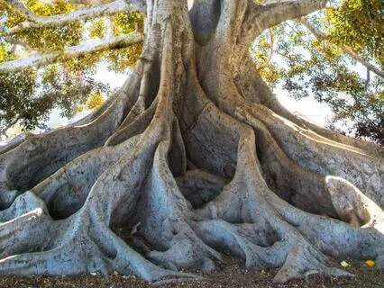 Daily Reading - Roots Of Abundance And Close Encounters