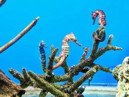Daily Reading - Seahorse ~ Family