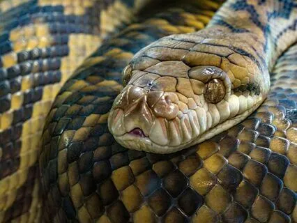 Daily Reading - Snake - Rebirth