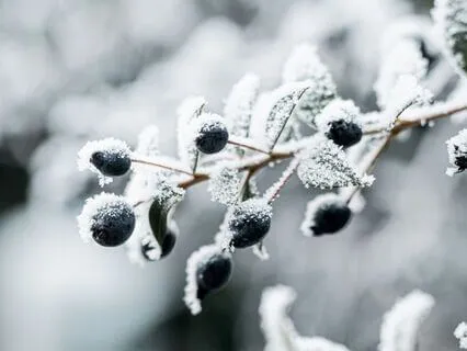 Daily Reading - Snow II - Rest, Contemplation