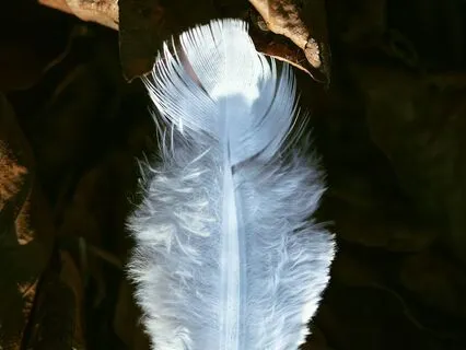 Daily Reading - Soul Retrieval II