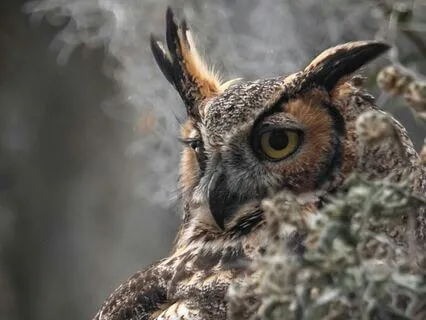 Daily Reading - Spirit Of The Owl 852 Hz