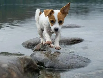 Daily Reading - Stepping Stones II