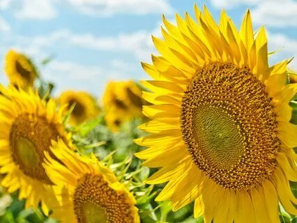 Daily Reading - Summer - Exanssion, Growth