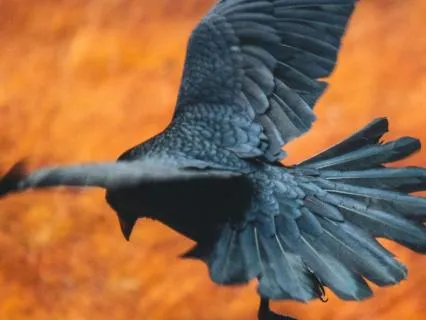 Daily Reading - The Crow