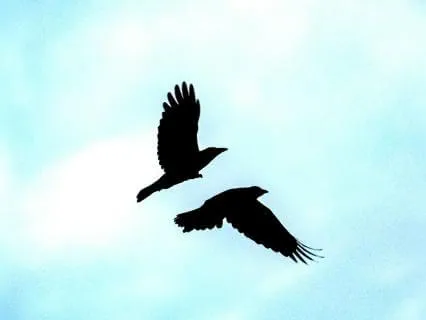 Daily Reading - The Crowe II