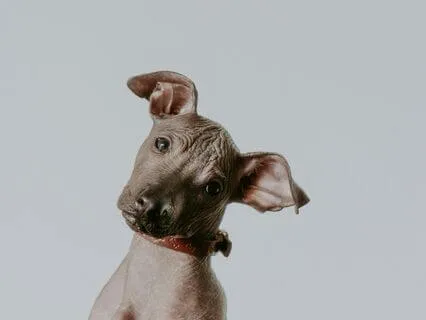 Daily Reading - The Empress - Reversed