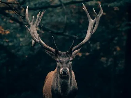 Daily Reading - The Lion And The Deer II