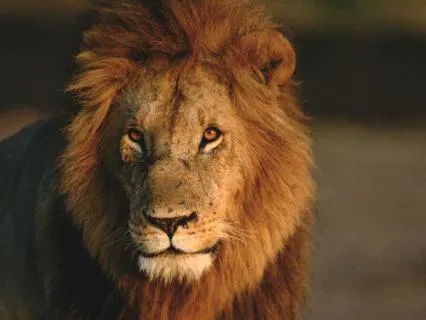 Daily Reading - The Lion And The Deer III