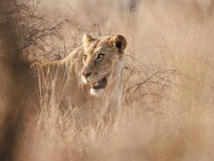 Daily Reading - The Lion And The Deer
