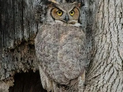 Daily Reading - The Owl