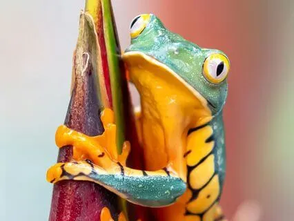 Daily Reading - The Page Of Pentacles