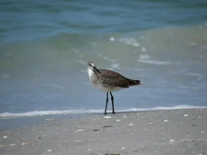 Daily Reading - Treasure Island III