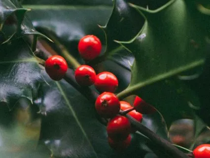 Daily Reading - VI Mistletoe