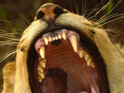 Daily Reading - Waking The Lion II