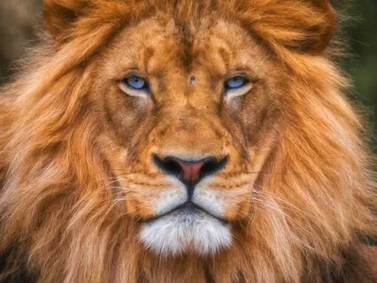 Daily Reading - Waking The Lion