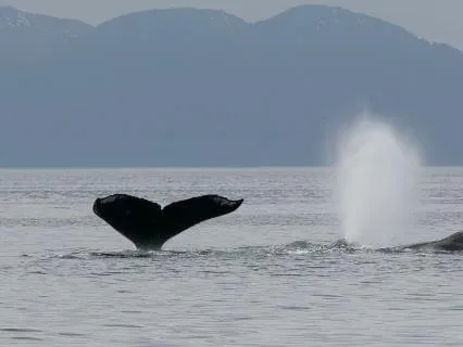 Daily Reading - Whalesong