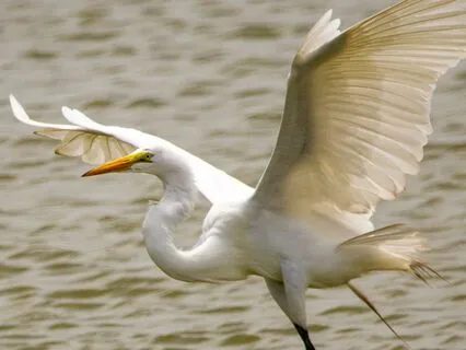 Daily Reading - Wings Of Isis Growing