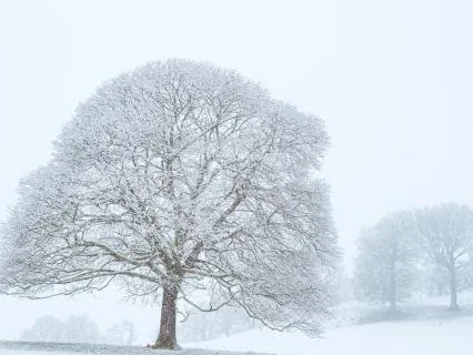 Daily Reading - Winter's Dream