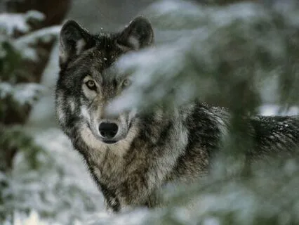 Daily Reading - Wolf - Instinct