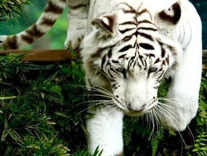 Daily Reading - Yeshe Tsogyal 333 II