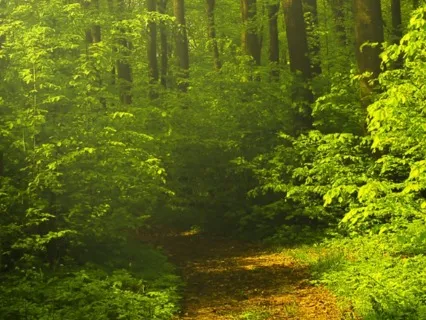 Daily Reflection For A Flourishing Life - Streamlined