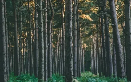  Daily Reflection January 8- Do I Have A Choice?