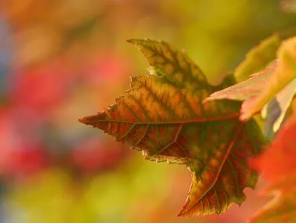 Daily Reflections: Seasons Come And Seasons Go - Part Three