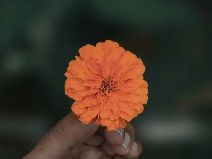 Daily Remembrances For Wholeness - What Remains Of Us?