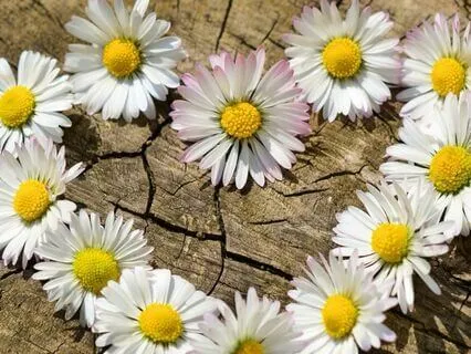 Daily Self-Love Boost