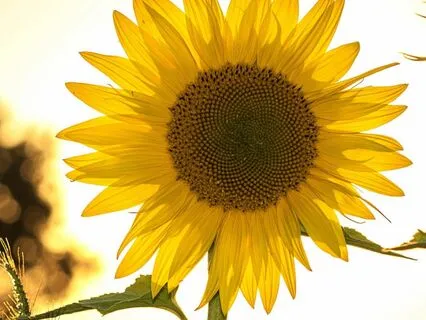 Daily Self-Check In Meditation