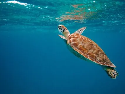 Animal Spirit Turtle Wisdom