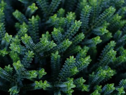 Dan Harris Loving-Kindness Meditation For Skeptics