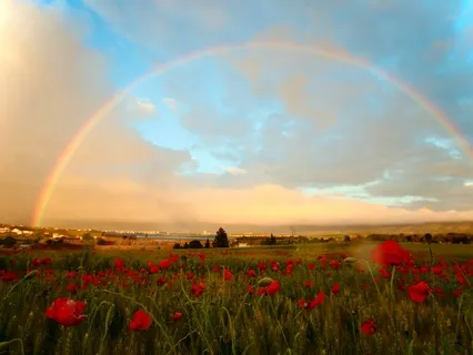 Dance Of Colours: Harnessing Their Wisdom