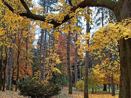 Dance Of Freedom - Releasing Muscle Clamps Practice