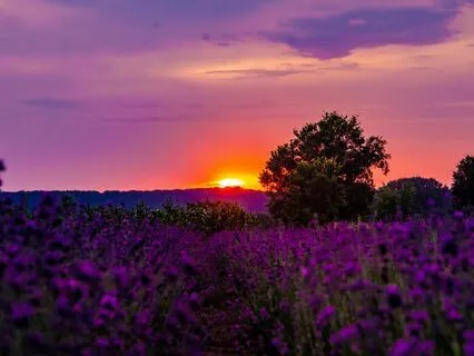 Dance Of Inner Peace (Journaling Prompt 1)