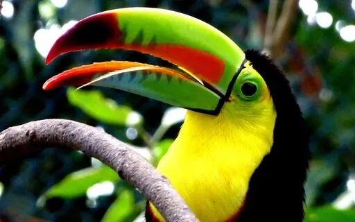 Dance Of The Rainforest - Simmering Harp - Tropical Sounds