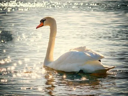 Dance Of The Waves - Calmness, Soft Joy, Emotional Healing